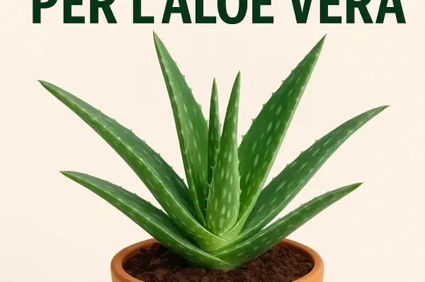 Il Substrato Perfetto per l’Aloe Vera: La Guida Definitiva per Far Prosperare la Tua Pianta