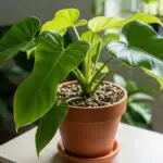 Philodendron Bipennifolium: Crea un Substrato Perfetto per una Crescita Veloce e Vigorosa