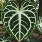Anthurium Crystallinum: Crea un Substrato Perfetto per una Crescita Veloce e Vigorosa