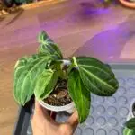 anthurium villeanorum