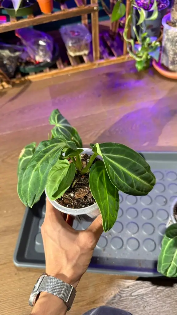 anthurium villeanorum